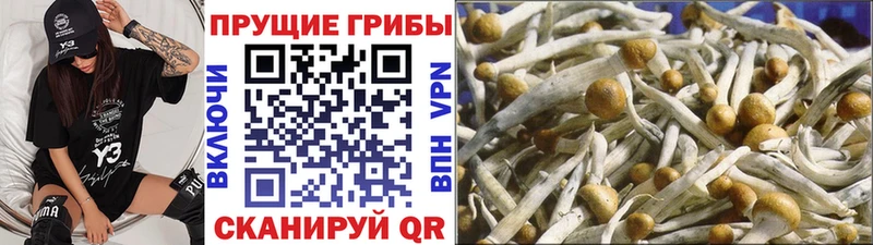 закладка  Талдом  блэк спрут ССЫЛКА  Галлюциногенные грибы прущие грибы 